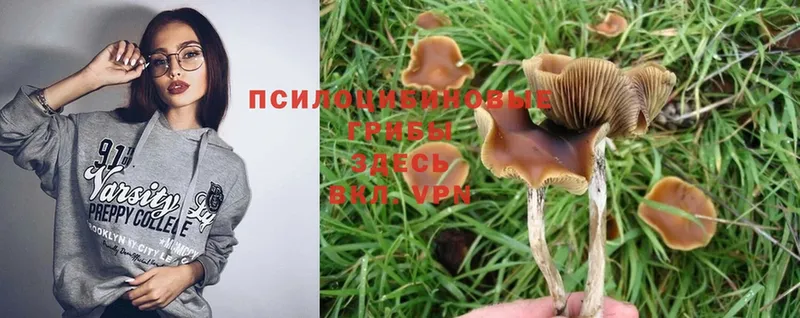 Галлюциногенные грибы Psilocybe  Новосибирск 